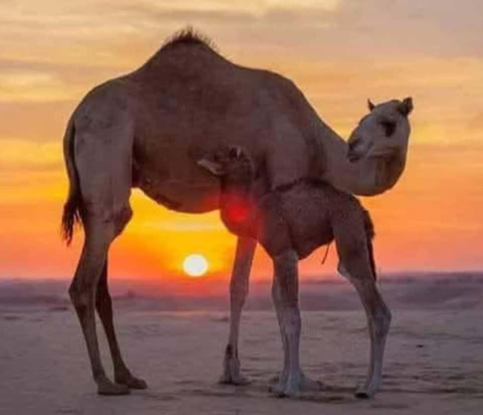 From Djerba: Douz, Matmata Star Wars Sites & local market - 1