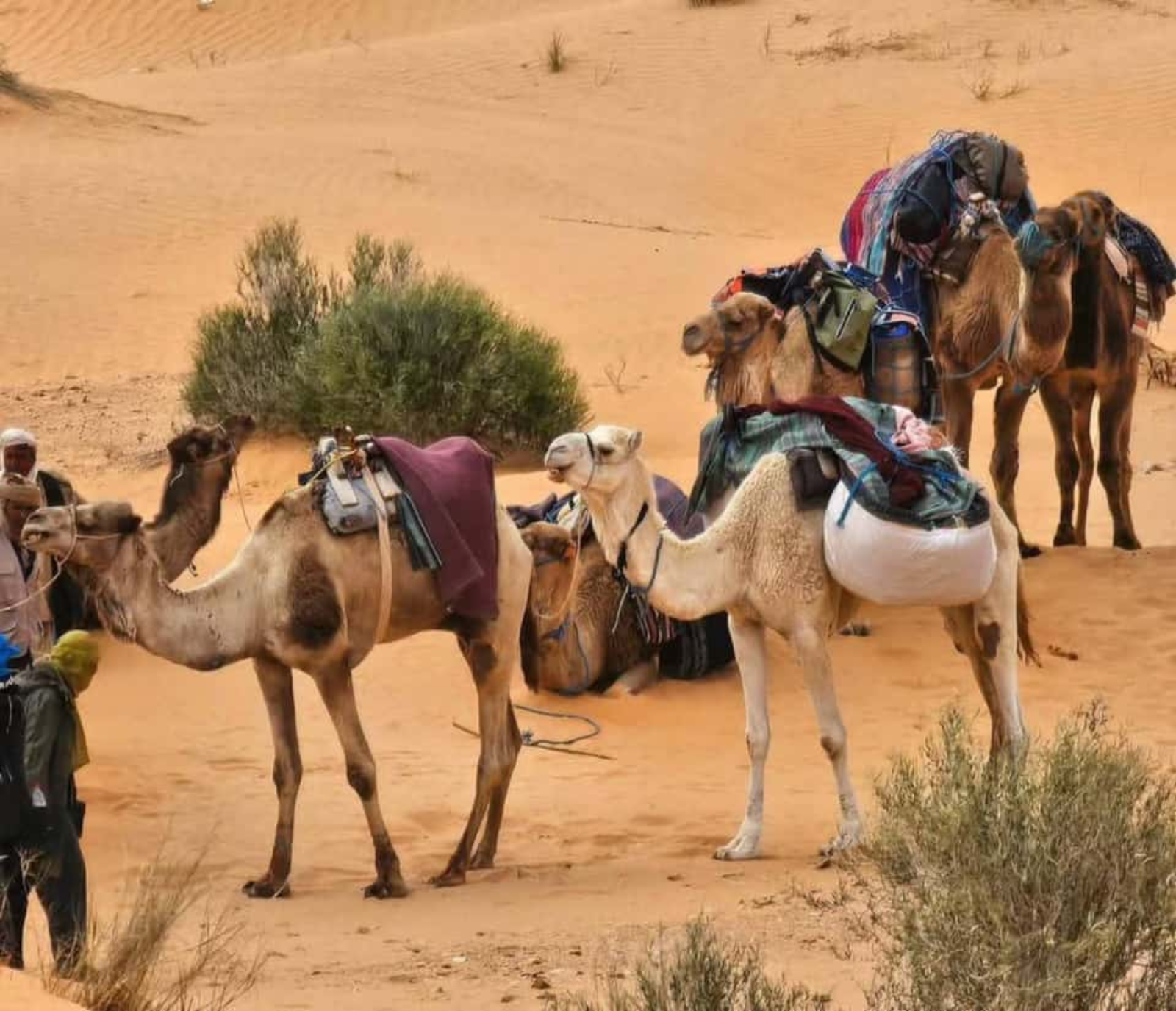 From Djerba: Douz, Matmata Star Wars Sites & local market - 4